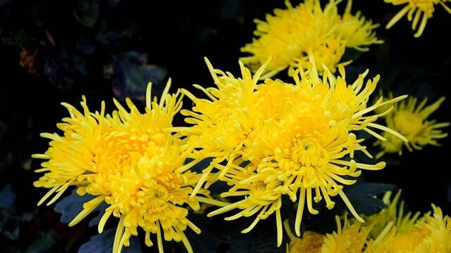 邹城:菊花变身“致富花” 激发山村“新活力”