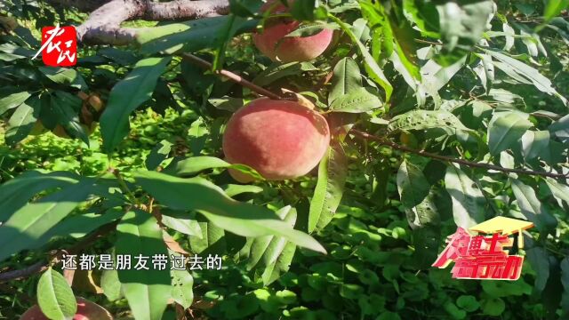 平山县杜大哥家的寿桃声名远播