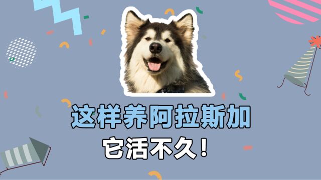 这样养阿拉斯加犬,它活不久!