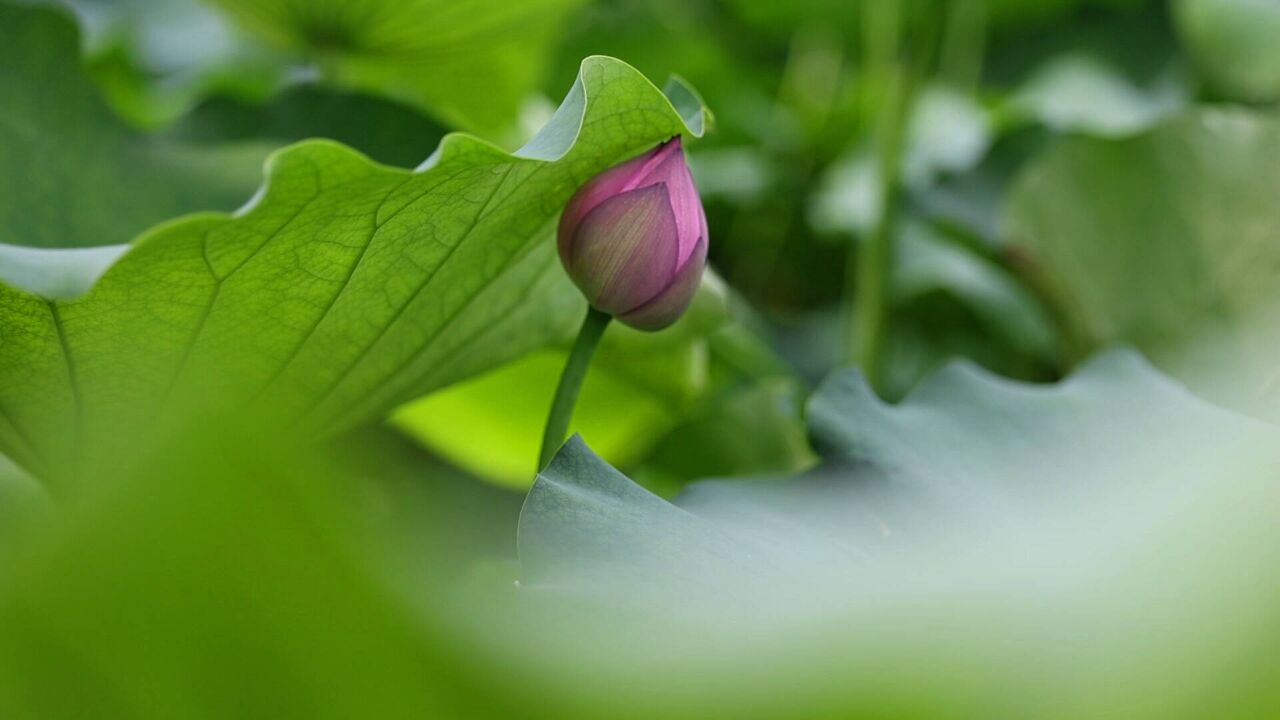 亭亭玉立满园芳 枣庄月亮湾荷花盛开惹人醉