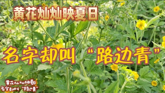 黄花灿灿映夏日 名字却叫“路边青””