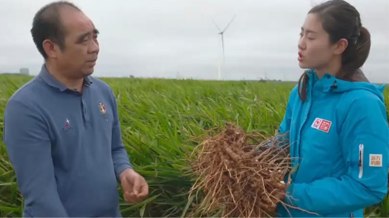 探访中国最大的良姜生产基地