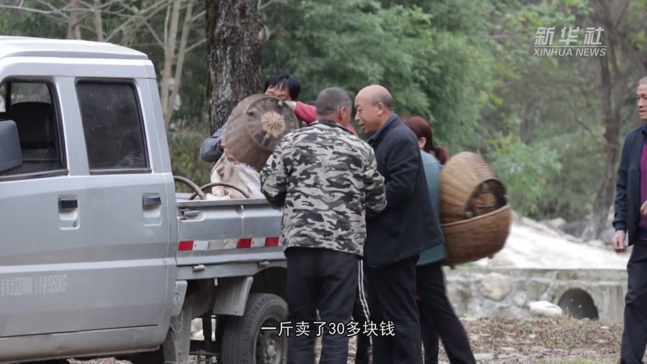 河南西峡:22万亩山茱萸丰收 道地中药材购销两旺