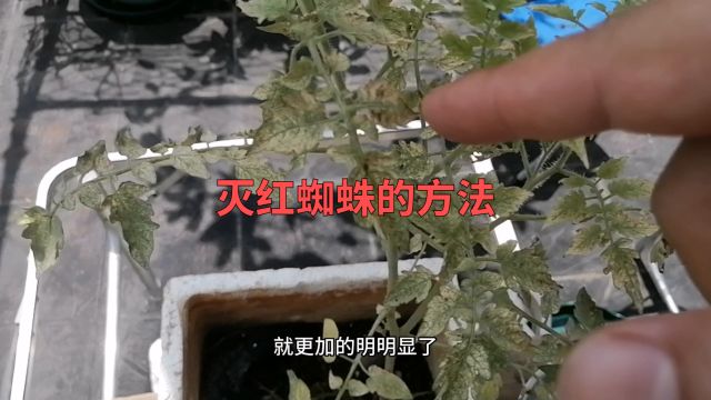 灭红蜘蛛的方法,简单不打药