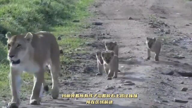 雌狮两姐妹共计生了十只幼崽