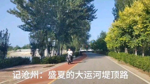 记沧州:盛夏的大运河堤顶路