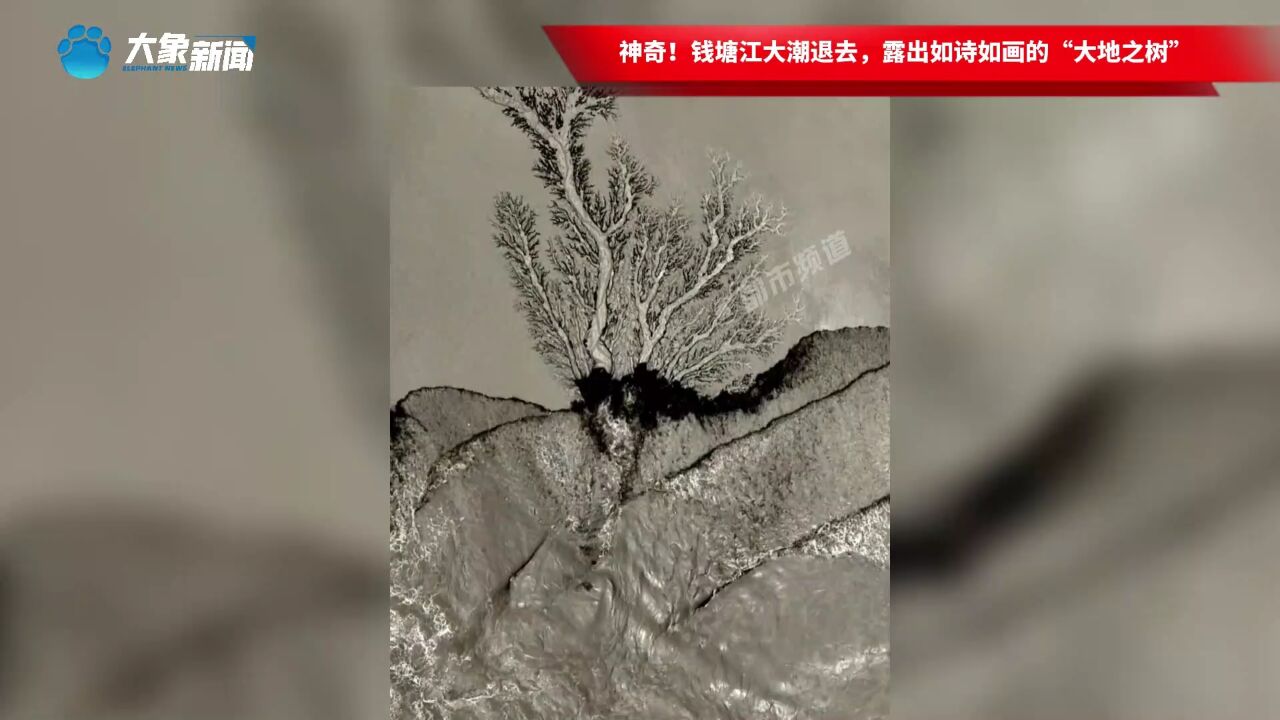 神奇大自然!钱塘江大潮退去,露出如诗如画的“大地之树”