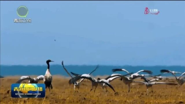 青海湖地区国家重点保护野生动物增至82种