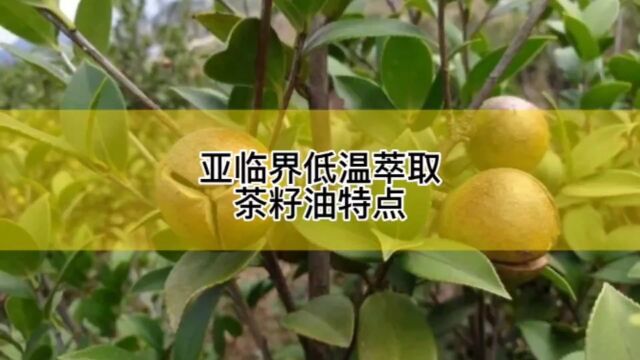 油茶籽油的加工方法有哪些?亚临界萃取油茶籽油的特点是什么?#山茶油 #亚临界萃取 #油脂加工设备