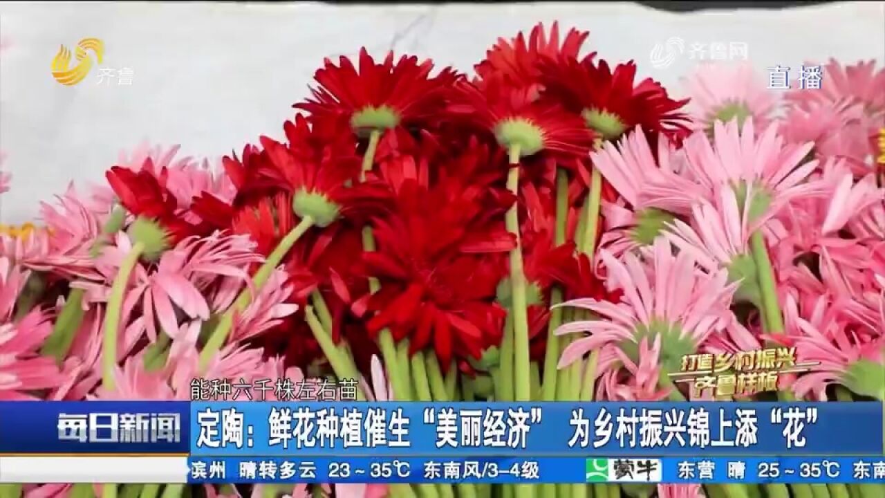 定陶鲜花种植催生“美丽经济”,搭乘电商销往全国,开辟致富新路