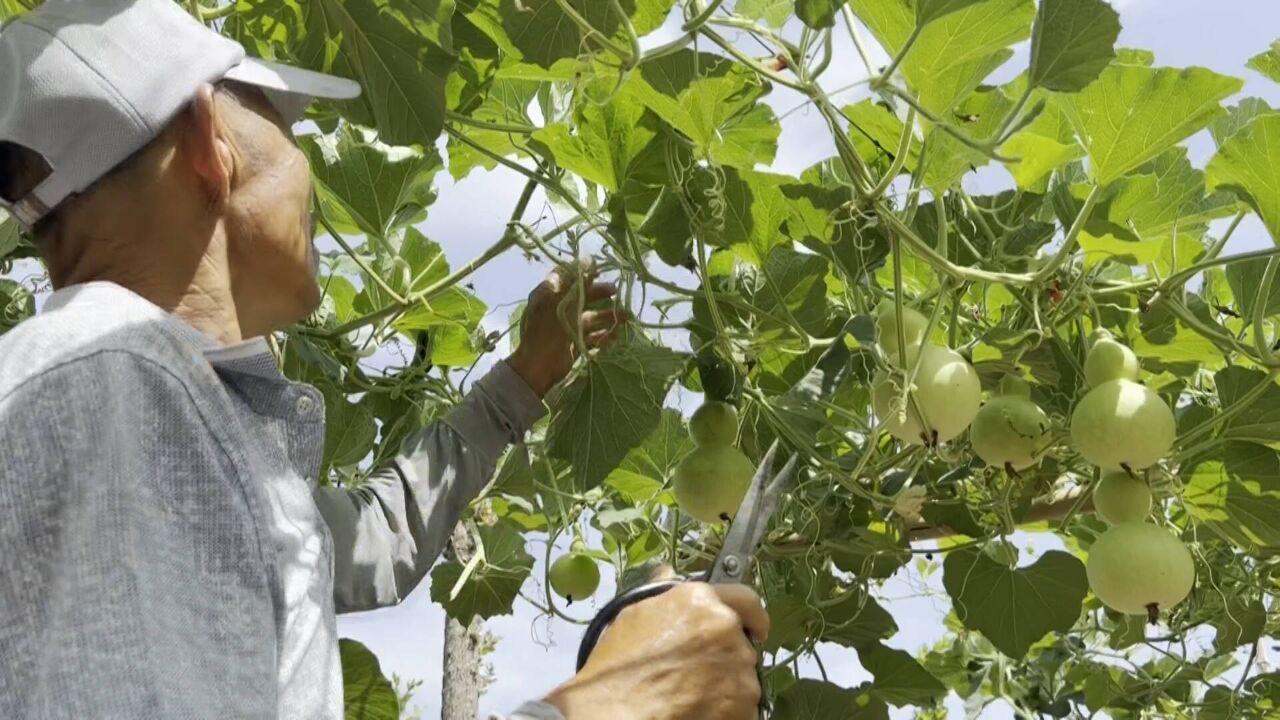 德州陵城区:小葫芦长出大产业 拓宽富民增收新路径