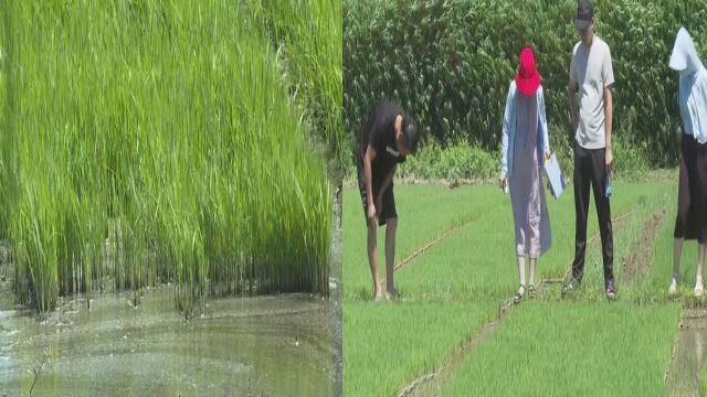 引入活水、夜灌日排 农技人员深入田间地头 助力晚稻抗旱保生产