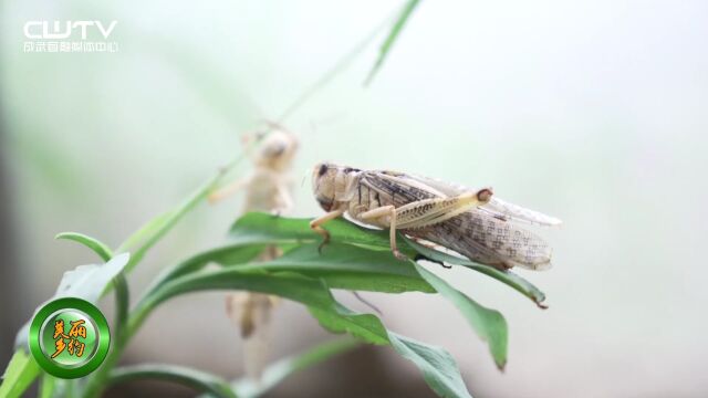 害虫变身致富虫 小蚂蚱