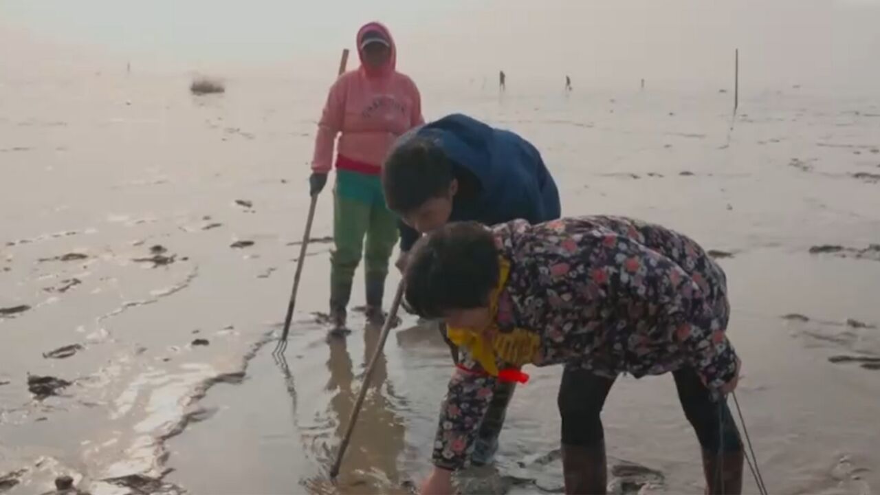 江苏盐城:黄海西岸,赶海拾贝