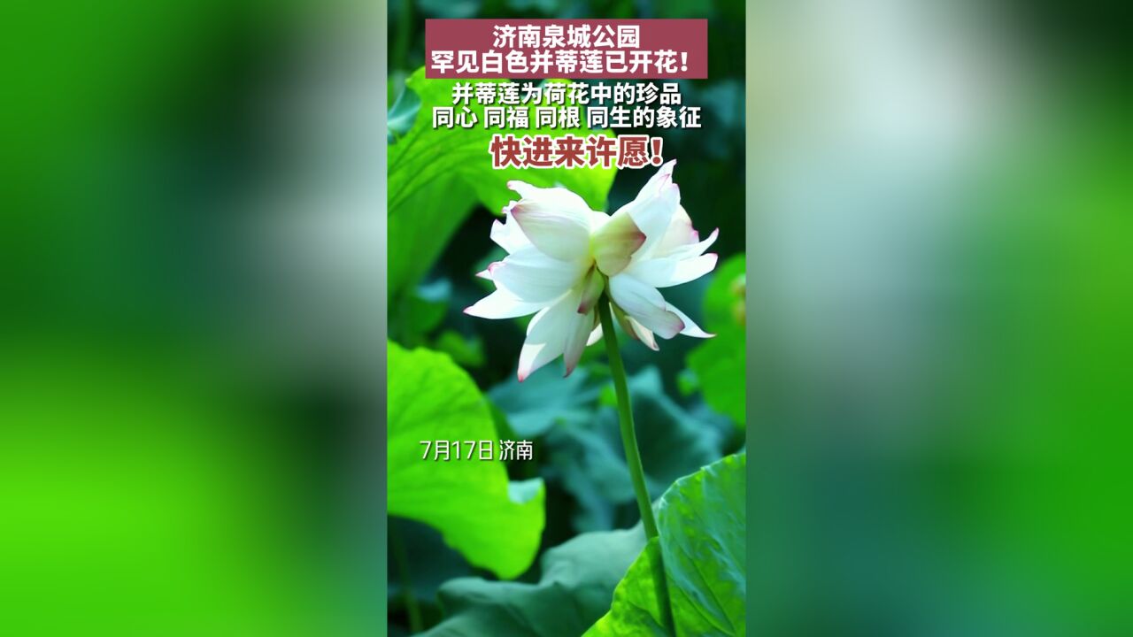 济南泉城公园内罕见白色并蒂莲已开花!并蒂莲是荷花中的珍品,出现是吉祥之兆,见者有份!