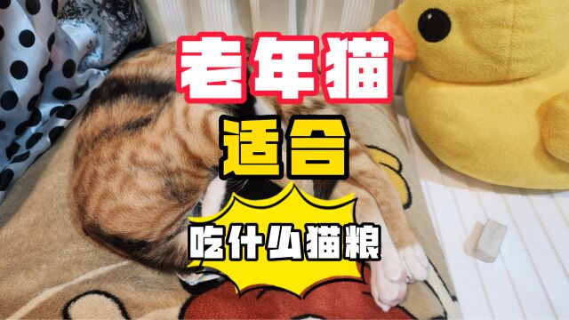 老年猫吃什么猫粮好,你知道吗?