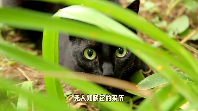 恐怖故事之黑猫传说