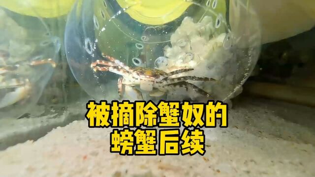 被摘除蟹奴的螃蟹后续