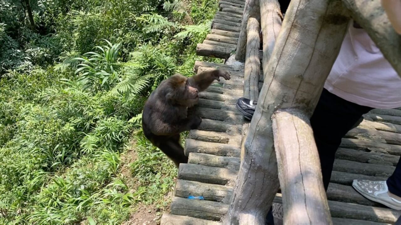 徒步峨眉山环线4:途径检票点,过清音阁后看见了猴子