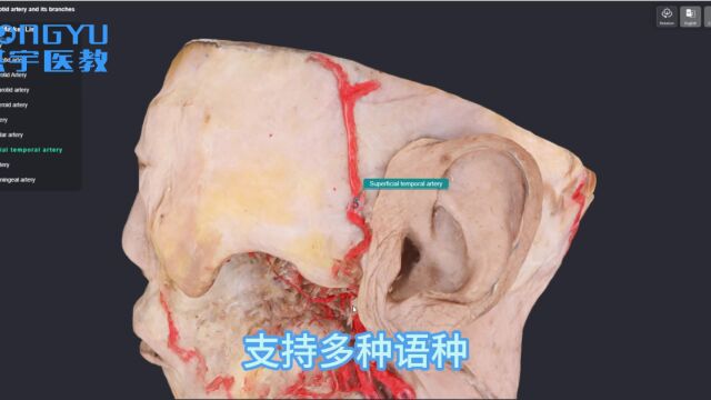 3D数字化标本模型库,洪宇医教医学数字化教学系列