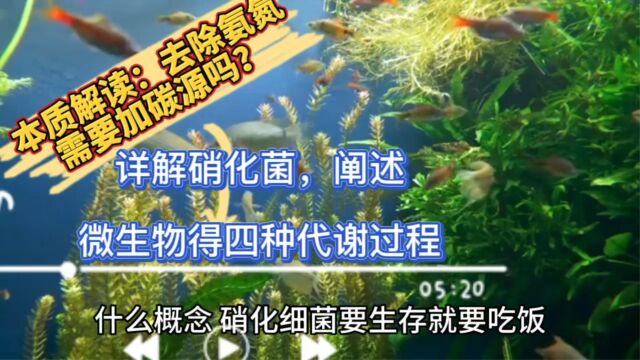 本质分析!高氨氮废水处理,需要加碳源吗?