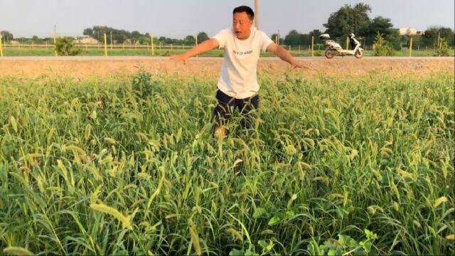 农村常见毛毛草,它就是小米祖先而且煮水喝好处多,来了解下吧