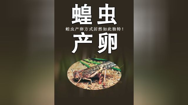 蝗虫竟把卵产在地底下?为何会选择这种产卵方式呢?