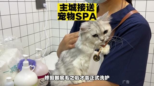 88就能给猫咪一场沉浸式低压洗护!还有超大猫狗分类酒店!#猫咪洗护 #萌宠好物 #重庆 #爱宠治愈季 #萌宠