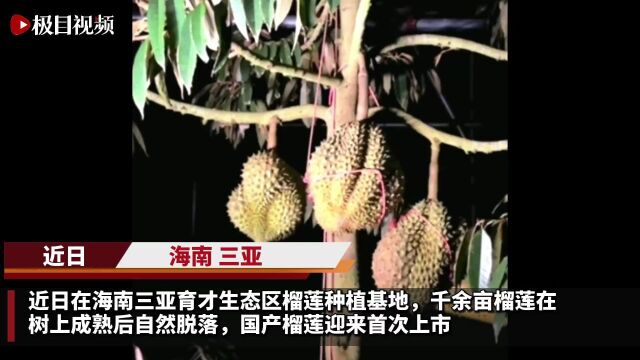 首批国产榴莲上市售60元一斤,业内人士:首批上市几十吨,价格短期内难下降