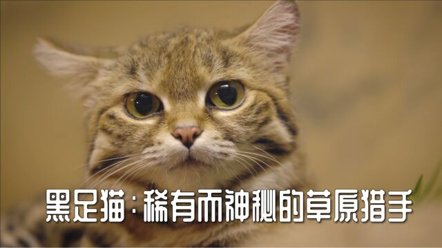 黑足猫:稀有而神秘的草原猎手