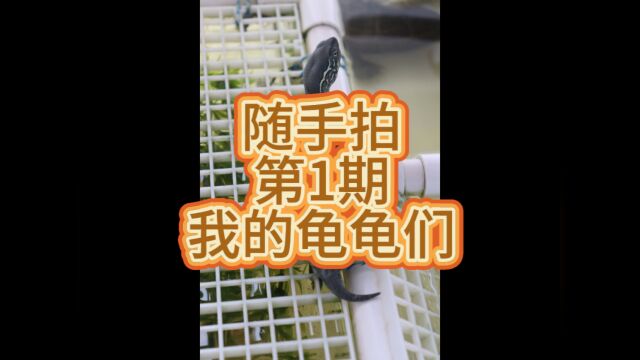 【随手拍】第1期 我的龟龟们