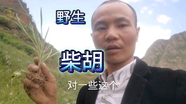 家种药材和野生药材相差太大,看看野生柴胡长啥样