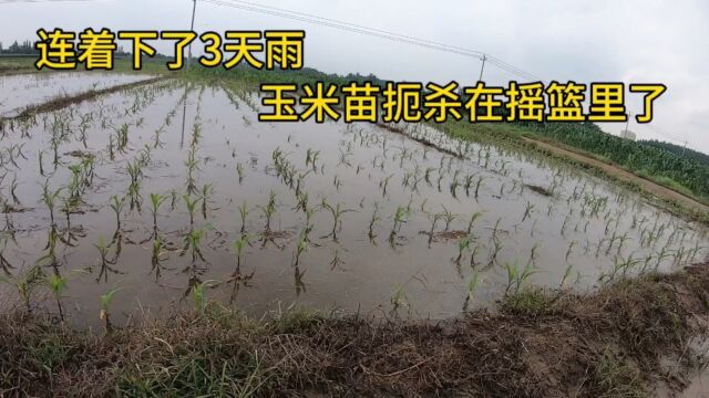 沧州献县连着下了3天雨,辣椒玉米让水泡的泡着淹死的淹死,种地真不容易