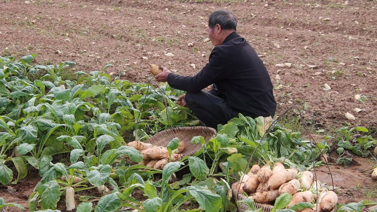 韶关浈江萝卜大丰收,特色产业助力乡村振兴“加速跑”