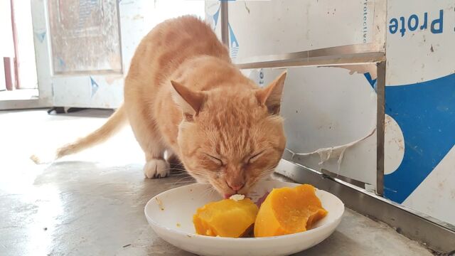 生活不易,猫猫叹气!天天吃南瓜