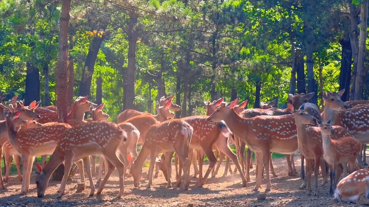 现实版绿野仙踪