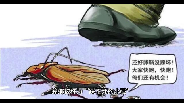 九成人都不知“蟑螂克星”是啥?教你个蠢招:让蟑螂“自动消失”