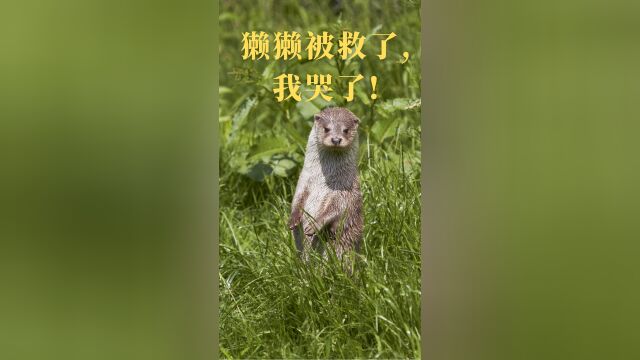 獭獭被救了,我哭了!