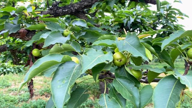 新民这个山坡隐藏一片果园,到处都是百年大梨树,这背后还有故事 #这里是我美丽的家乡