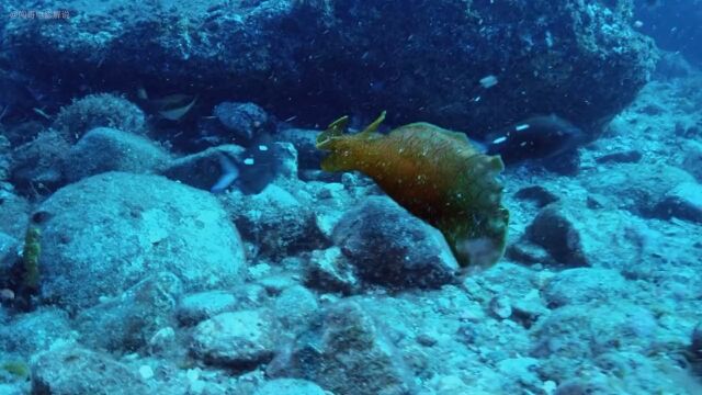 海兔繁殖串成串,雌雄同体两种体验纪录片动物