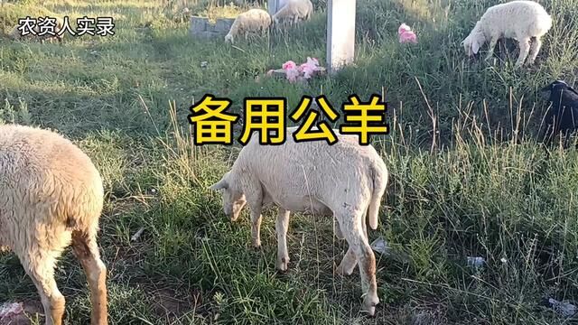 未雨绸缪,公羊也得备1个,放羊大爷2只公羊长啥样?能看对