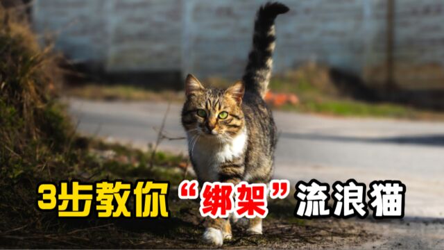 遇到流浪猫想带回家,教你三招!