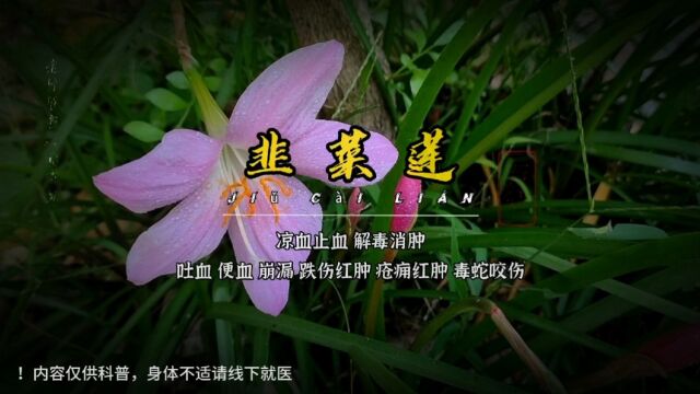 韭菜莲,不仅仅只是观赏植物!