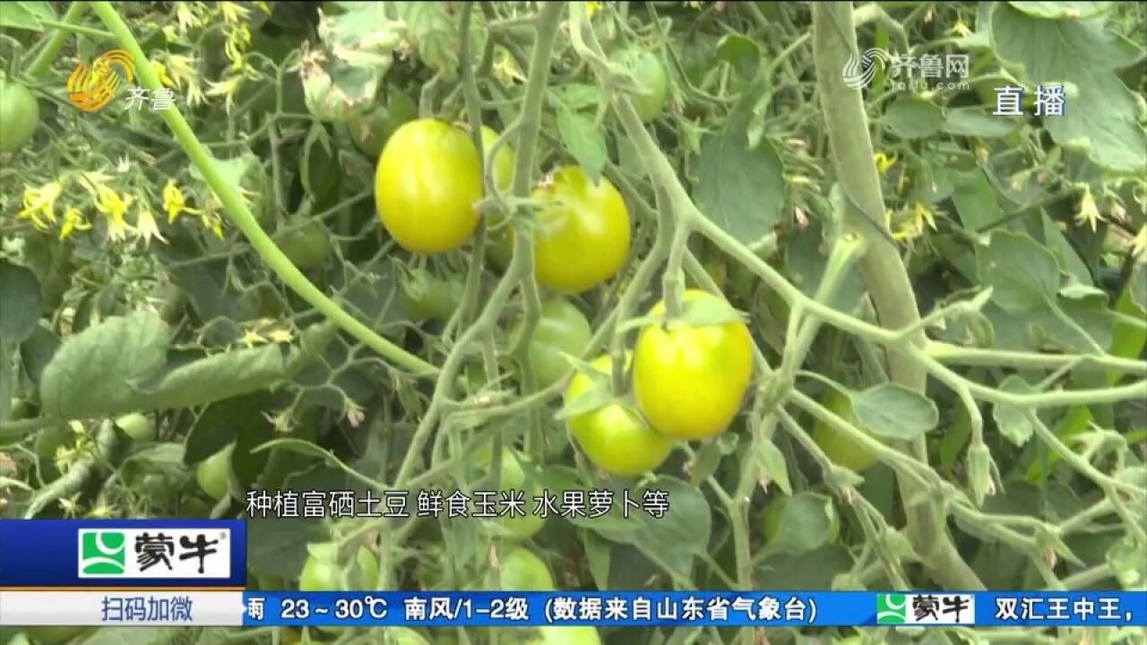 肥城因村制宜,探索党组织跨村联建,抱团发展实现乡村连片振兴