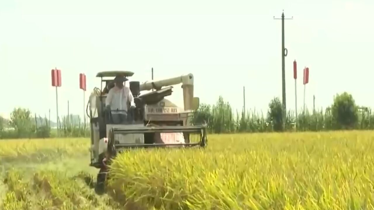 湖北:250万亩再生稻头茬收获已近尾声