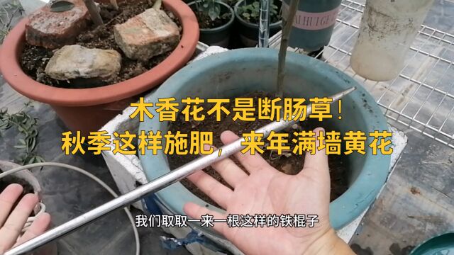 木香花不是断肠草!秋季这样追肥,来年满墙黄花