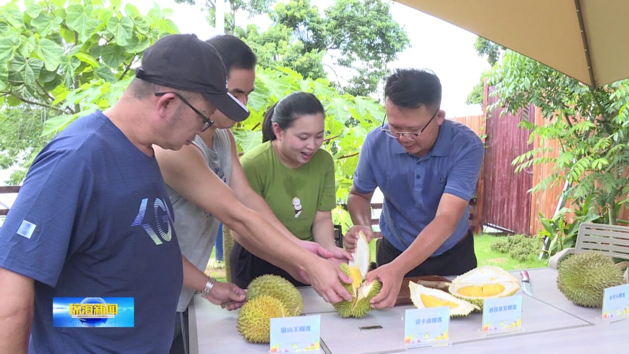 琼海“树上熟”榴莲小批量上市 世界热带水果之窗等你来打卡