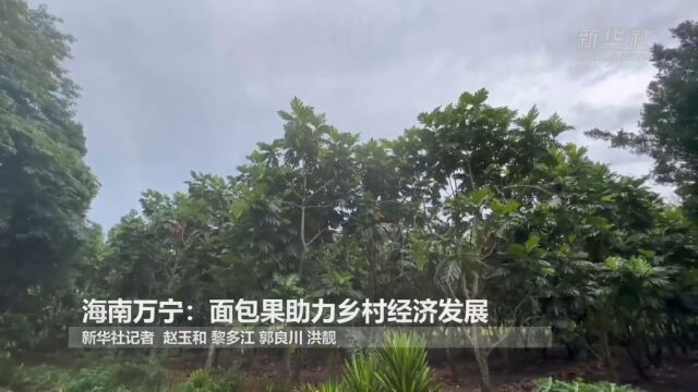 海南万宁:面包果助力乡村经济发展