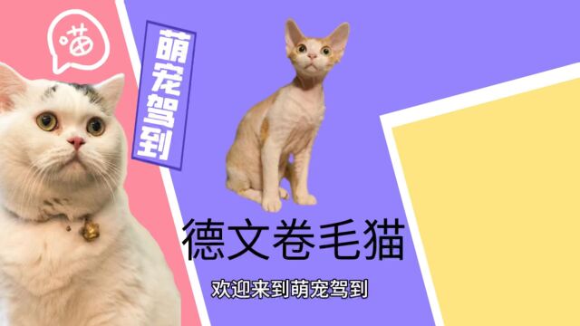 德文卷毛猫有什么特征?德文卷毛猫性格怎么样?