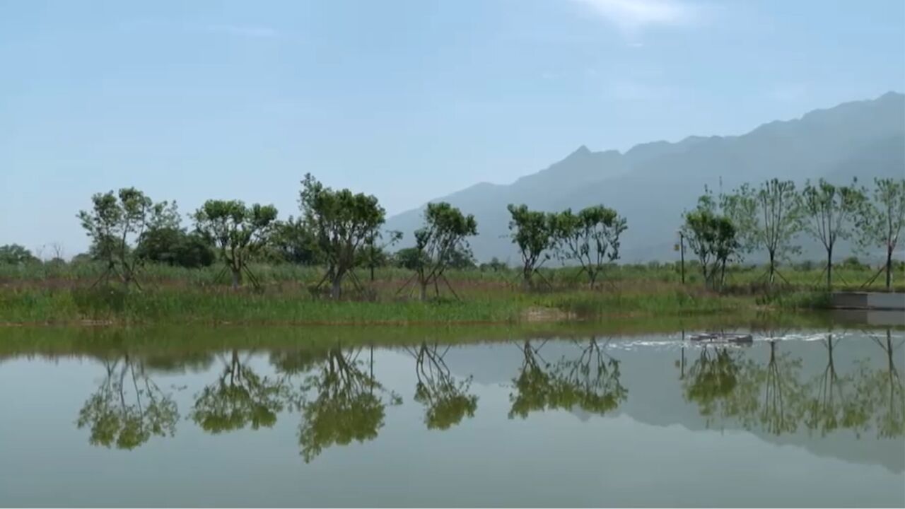 “一泓清水入黄河”的目标任重道远,经过多年的治理,伍姓湖的生态发生了翻天覆地的变化